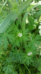 Geranium carolinianum