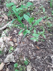 Myosotis macrosperma
