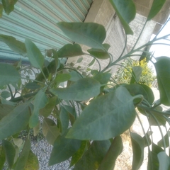 Nicotiana glauca
