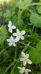 Claytonia virginica