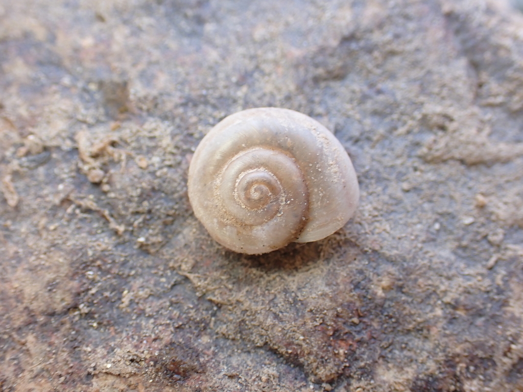 Fulton’s Desertsnail