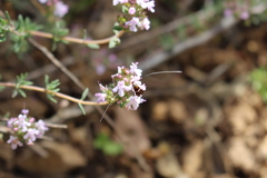 Adela australis