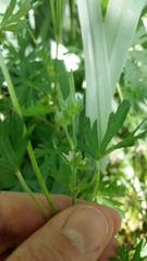 Geranium carolinianum