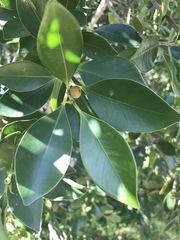 Ficus benjamina benjamina