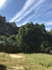 Ficus benjamina benjamina