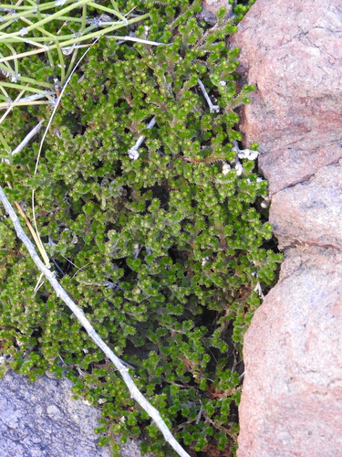 Arizona spikemoss (Selaginella arizonica)