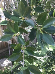 Ficus benjamina benjamina