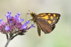 Metisella metis paris
