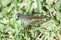 Eyprepocnemidinae