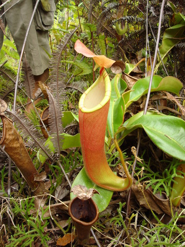 Nepenthes chaniana