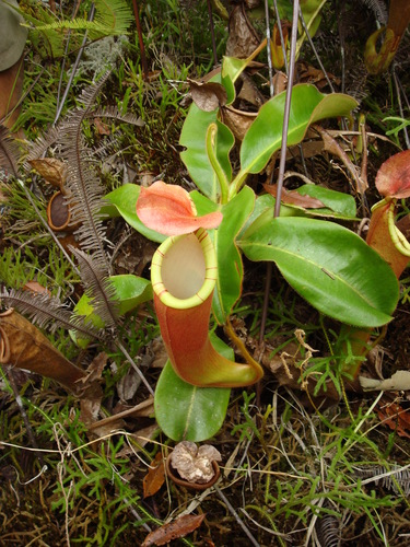 Nepenthes chaniana
