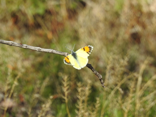 Desert Orangetip photo 4