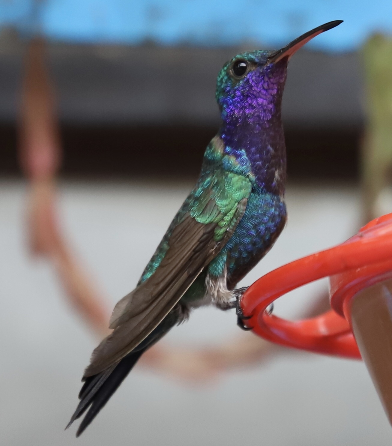 Sapphire-throated Hummingbird illustration