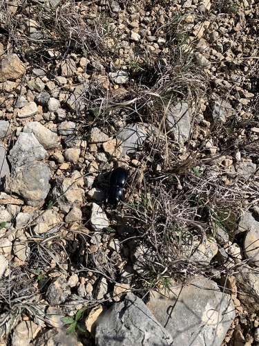 California Warrior Beetle photo 5