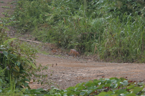 Bornean Yellow Muntjac
