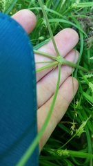 Geranium carolinianum