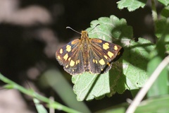 Metisella metis paris