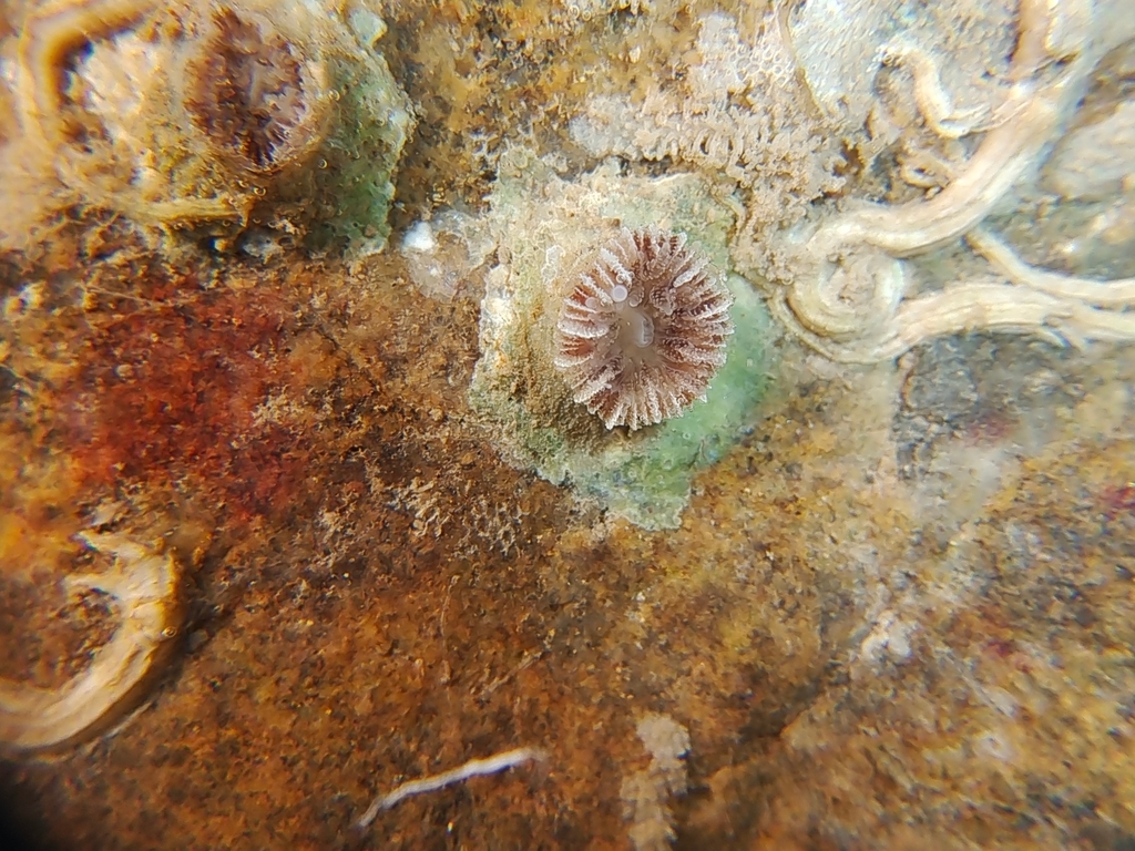 Paracyathus cavatus