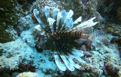 Indian Lionfish — seen at this dive site