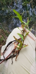 Persicaria glabra