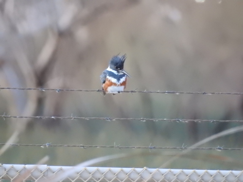 Belted Kingfisher photographed in Arizona