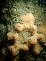 Paracyathus stearnsii