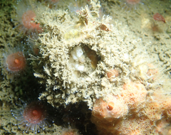 Didemnum carnulentum