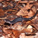Cheoah Bald Salamander - Photo (c) diomedea_exulans_li, some rights reserved (CC BY-NC)