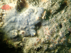 Antropora tincta