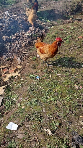 Domestic Chicken