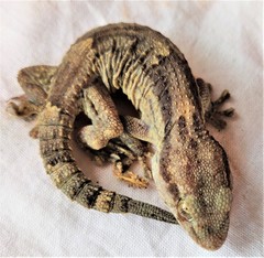 Tarentola ephippiata