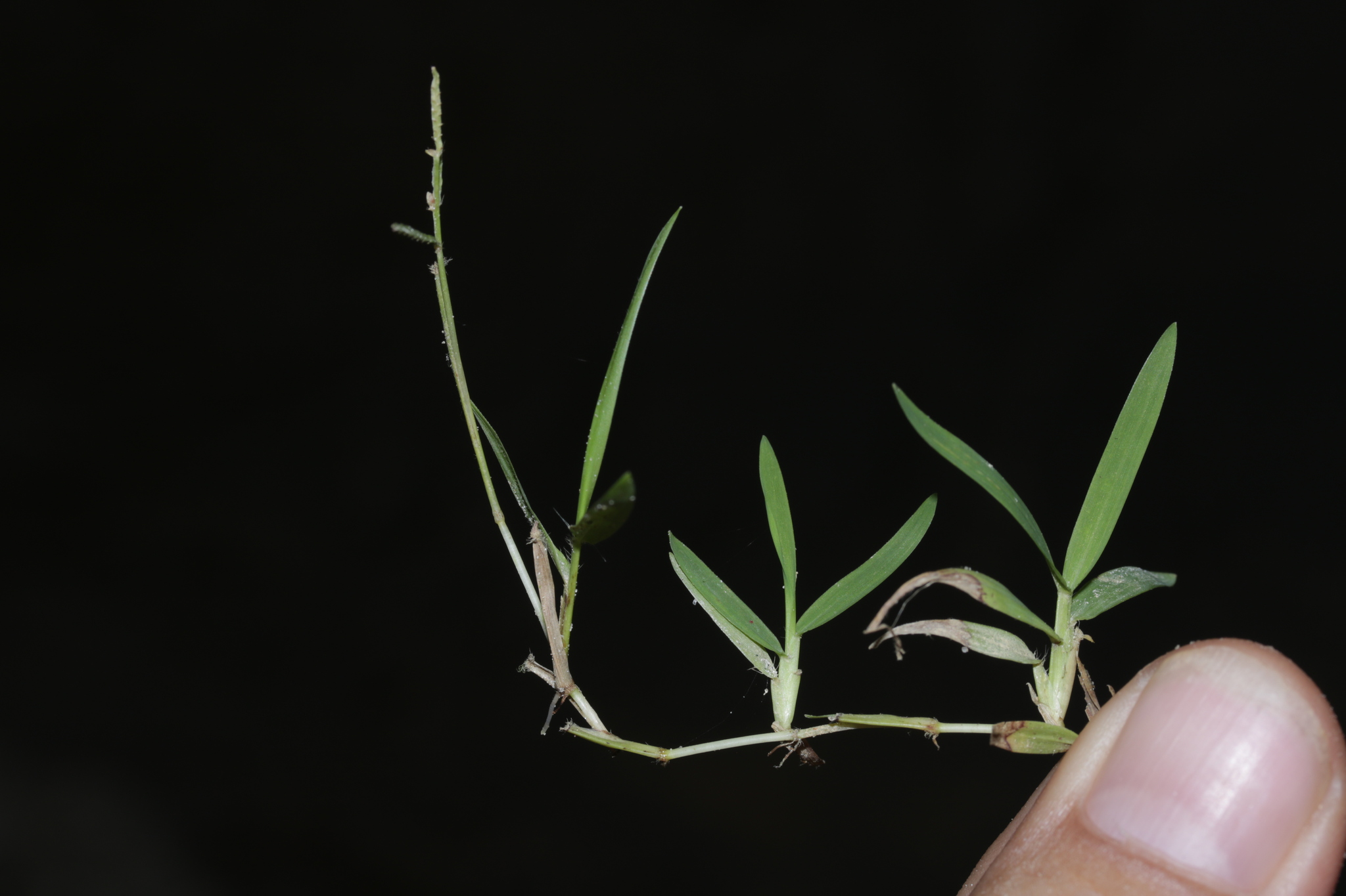 Paspalum orbiculatum