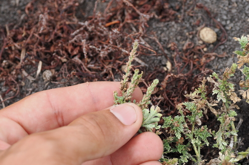 Image of Verbena supina by (c) Lucas Christofides, some rights reserved (CC BY)