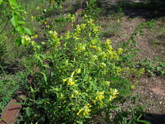Rhinanthus serotinus aestivalis