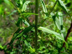 Rhinanthus serotinus aestivalis