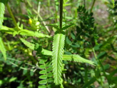 Rhinanthus serotinus aestivalis
