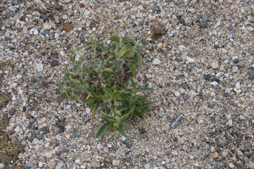 iNaturalist observation photo of Yuma Silverbush