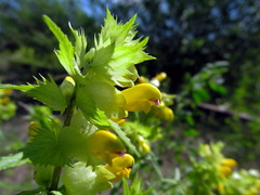 Rhinanthus serotinus aestivalis