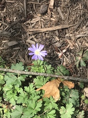 Anemonoides apennina