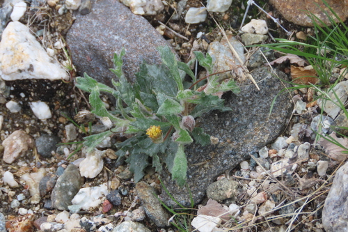 iNaturalist observation photo of yellowhead