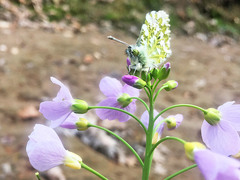 Anthocharis cardamines