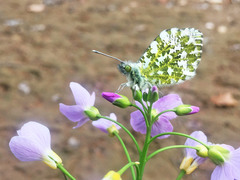 Anthocharis cardamines