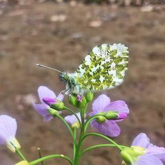 Anthocharis cardamines