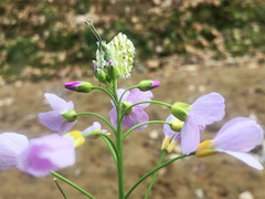 Anthocharis cardamines