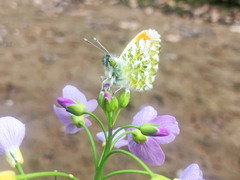 Anthocharis cardamines