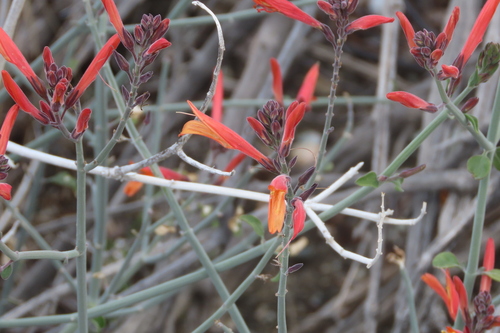 iNaturalist observation photo of chuparosa