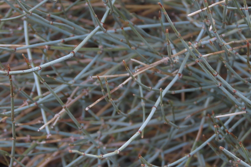 iNaturalist observation photo of rough jointfir
