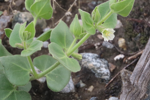 iNaturalist observation photo of slender-lobed four o'clock