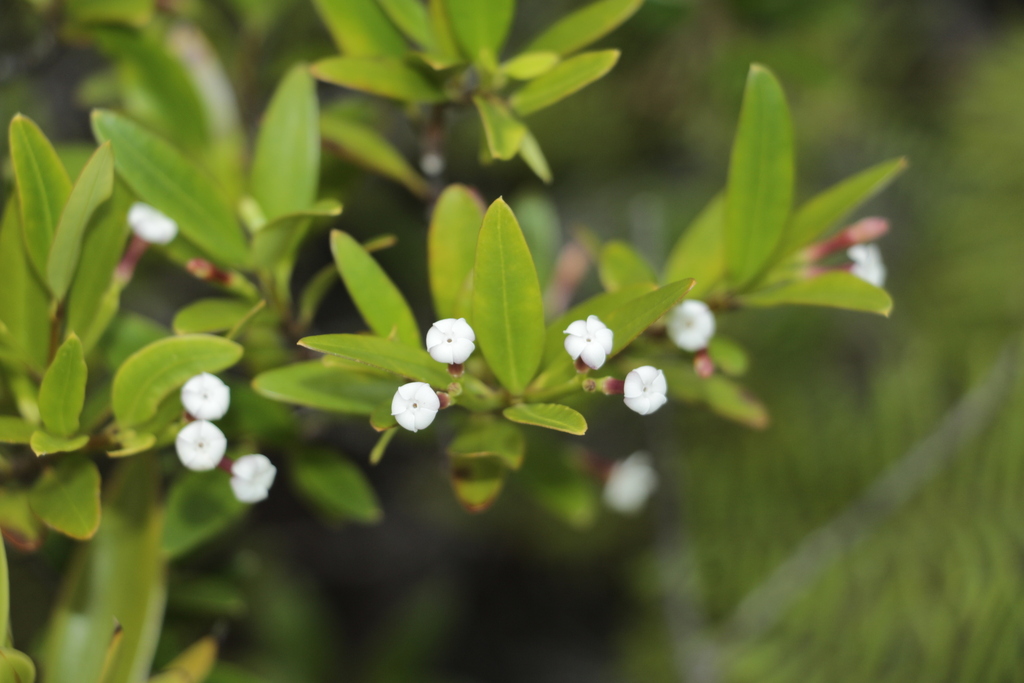 Alyxia poyaensis