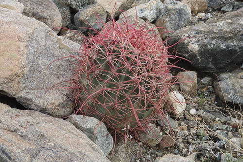 iNaturalist observation photo of California Barrel Cactus